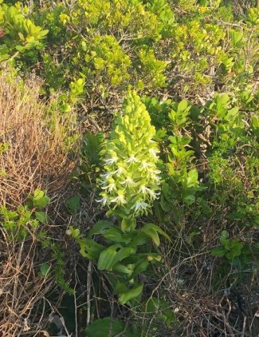 Bonatea